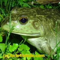 /home//u458753944/public_html/sourcegallery//Frogs/More bullfrogs/P6020060.JPG
